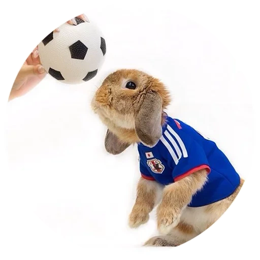 cane fifa, cani di calcio, pui rabbit, zabivaka 21 cm fifa-2018, fifa 2018