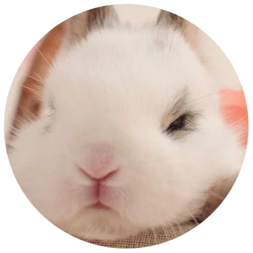 coelho, mini coelhos, coelho branco, rabbit anão, o coelho anão é engraçado