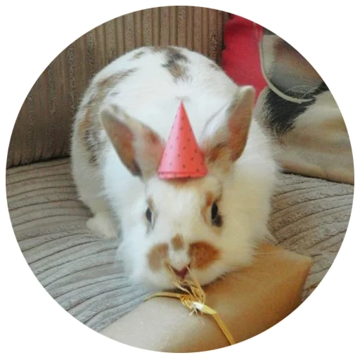 rabbit, white rabbit, dear rabbit, the animals are cute, white rabbit crown