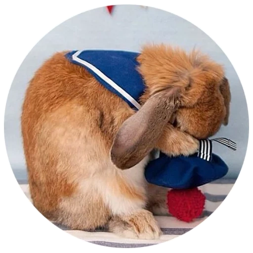 lapin, animaux, les animaux sont mignons, lapin pui, lapin un animal