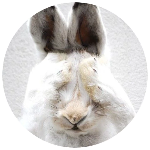 coniglio, coniglio bianco, un coniglio astuto, coniglio allegro, angora rabbit con sfondo bianco