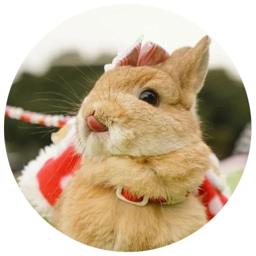 coniglio, animali, caro coniglio, gli animali sono carini, coniglio nano bianco