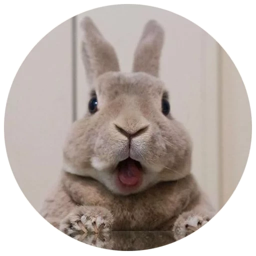rabbit, a cunning rabbit, cheerful rabbit, evil cute rabbit, frightened rabbit