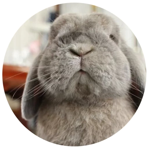 lapin, baran rabbit, le lapin est gris, lapin joyeux, lapin hollandais