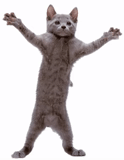 кошка, dancing cat, танцующий кот, танцующий котик, танцующий кот 2007