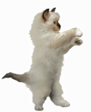 танцующий кот, танцующий котик, котенок танцует, танцующий котик гифка, танцующие кошки анимация
