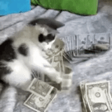 der kater, katze, katzengeld, hunde von katzen, die katze leckt mit geld