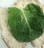 cabbage, chinese cabbage leaf, cabbage leaf, cabbage