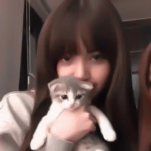 gatto, collegamento, link in bio, lalisa manoban cats, lalisa manoban cat leo