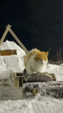 cat, кот, котик, кошка, кошка снег