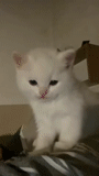 der kater, katze, eine katze, weißes kätzchen, angora cat