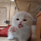 cat, mlem cat, cute cats, the cats are funny, cute cats are funny