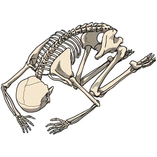 die hand, skelett skelett, katzenskelett an der seite, unbekannter autor