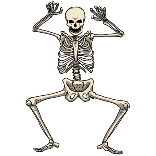 lo scheletro, skeleton, modello di scheletro, schizzo scheletro umano