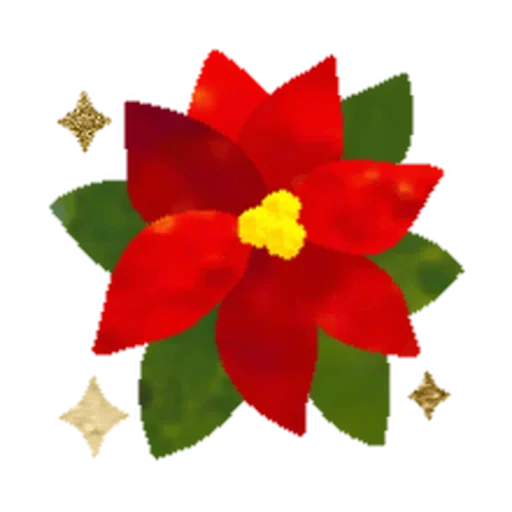 пуансеттия, цветы пуансеттия, пуансеттия красная, пуансеттия scandic early, рождественская звезда пуансеттия