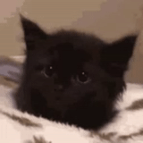 der kater, katze, die katze ist schwarz, schwarzes kätzchen, charmante kätzchen