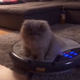 kucing, kucing, kucing kucing, eshkin cat, kucing pembersih robot vakum