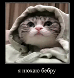 gato, gato fofo, gatos, cobertor de gatinho, os animais são fofos