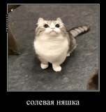 cat, kote, cute cats, the cats are funny, spherical cat