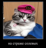 kucing, combat cat, hijauan kucing, diktator kucing, cat samson maine kun