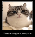 cat, cat, a cat, cats memes, fat dumb cat