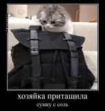 cat, humor, cat bag, the cat is a backpack, favorite animals