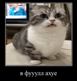 cat, kote, cat, the cat is ahu, the cat is funny