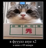 cat, kote, cats, the cat is funny, funny cats