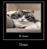 кот, коты, котик, кошка, прозак мемы