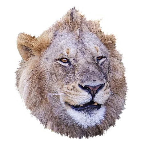 un leon, león, leo cabeza