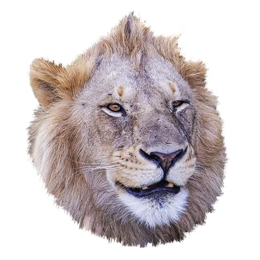 lion, lion, tête de lion