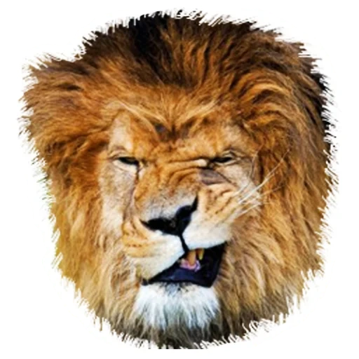 un leon, leo león, leo sonre, animales leo, animales salvajes