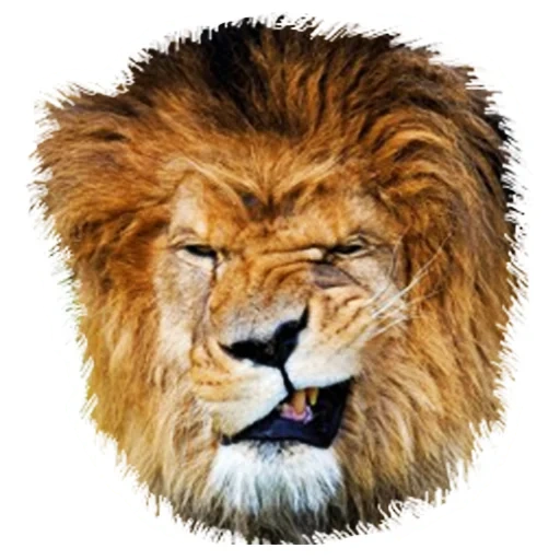 lion, lion lion, le lion sourit, animal lion, animaux sauvages