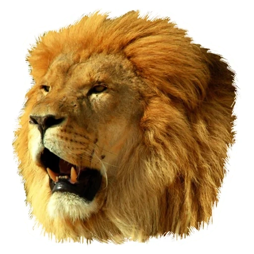 um leão, leão, leo lion, leo oskal, a cabeça de leo