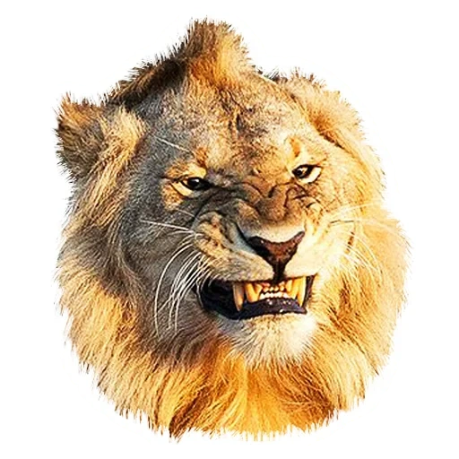 lion, lion, emoticônes, le lion en colère, renkinlev