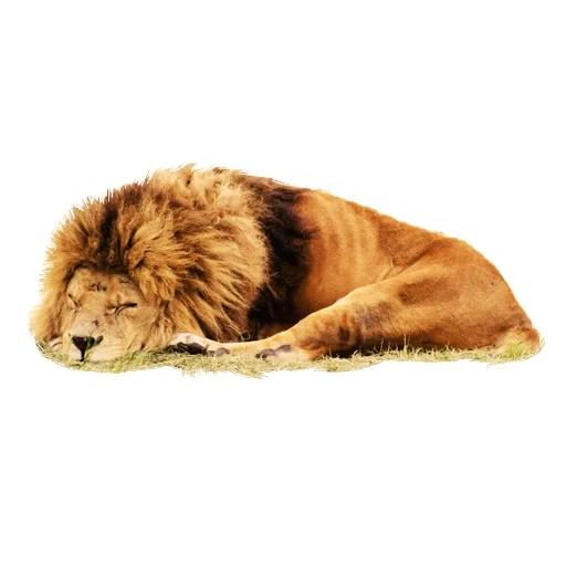 lion, lion, lev fush, lion sur fond blanc