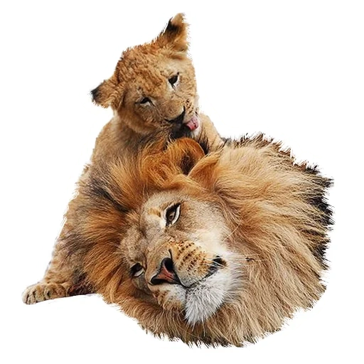 lion, lions and lionesses, lion little lion, lion lioness and cub, tattoo lion lioness lion cub
