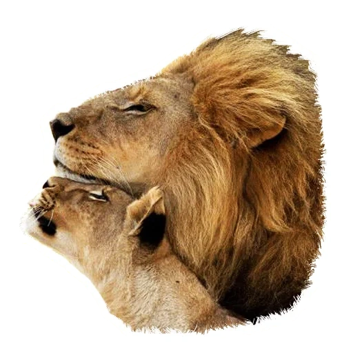 león, leonas leonas, animales leo, amo tanto a mi león