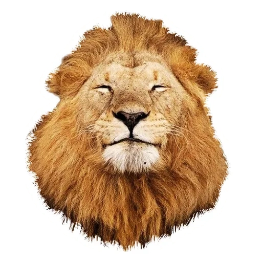 um leão, leão, bom leão, a cabeça de leo