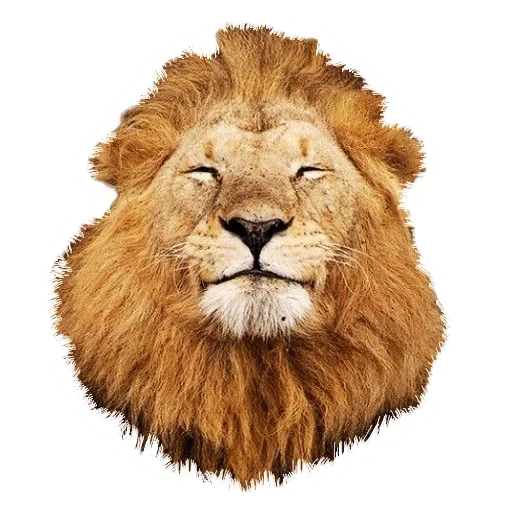 lion, lion, bon lion, tête de lion