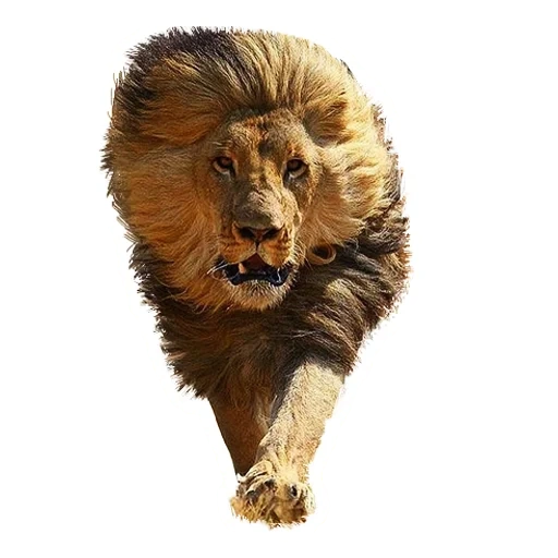 lion, leone leone