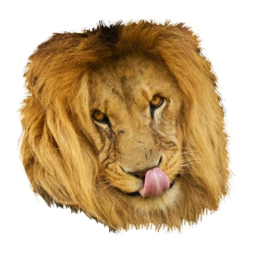 lion, lion lion, lion lion, face de lion, tête de lion
