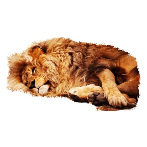 lion, leone animale