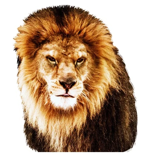 leão, leo lion, a cabeça de leo, colo de leão
