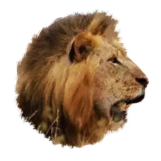 lion, lion lion, lion's head, savanne liv