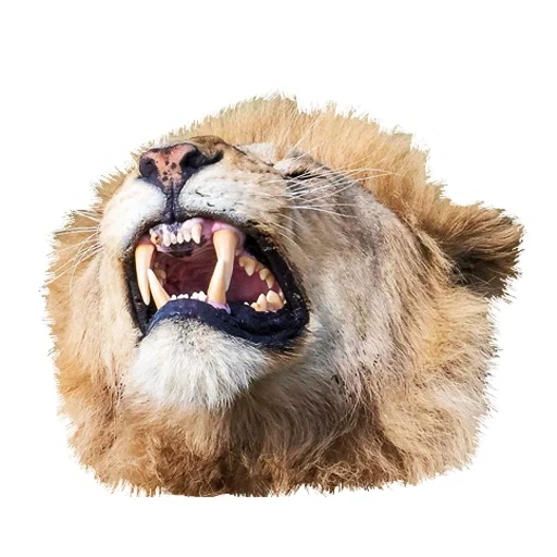 león, malvado leo, dientes de leo, leo sonre