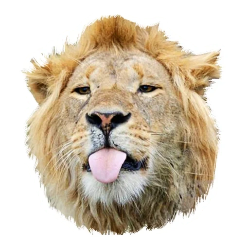 un leon, león, gran lyon