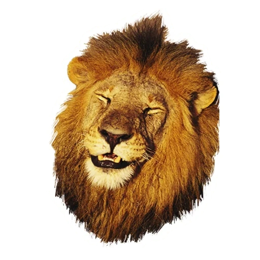 der löwe, lion, lion's head, lion's head