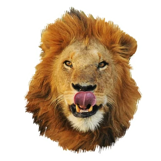 león, leo sonre, la cabeza de leo