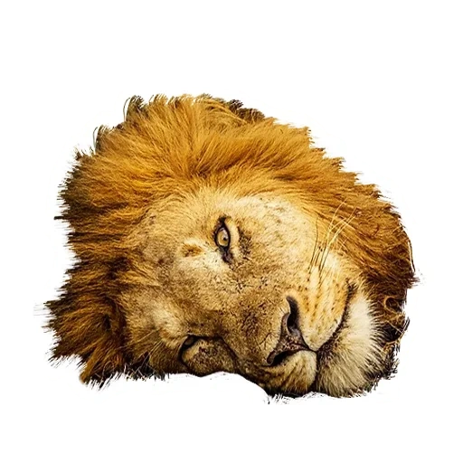 león, lev zhinkin, la cabeza de leo, dibujando la cabeza del león